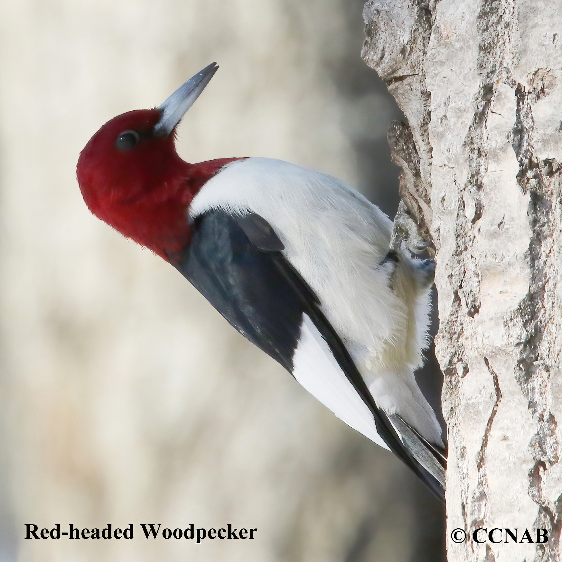 Birds of North America