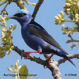 Red-legged Honeycreeper range map