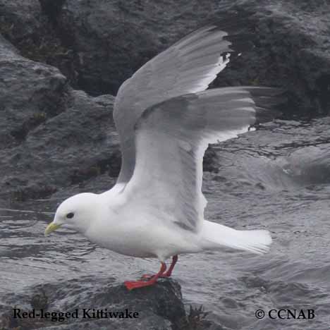 Red-legged Kittiwake