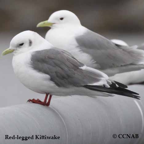 Red-legged Kittiwake