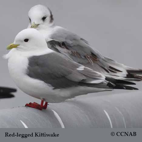 Red-legged Kittiwake