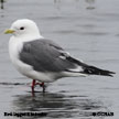 Red-legged Kittiwake