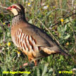 Red-legged Partridge range map