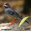 Red-legged Thrush range map