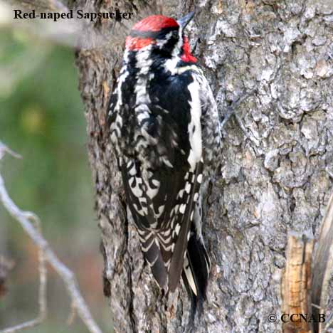 Red-naped Sapsucker