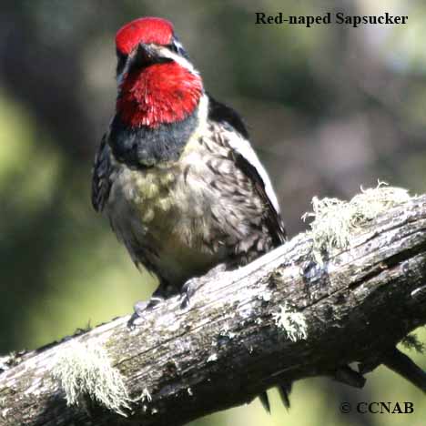 Red-naped Sapsucker