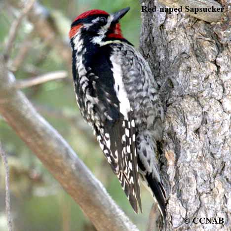 Red-naped Sapsucker