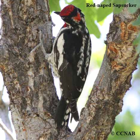 Red-naped Sapsucker