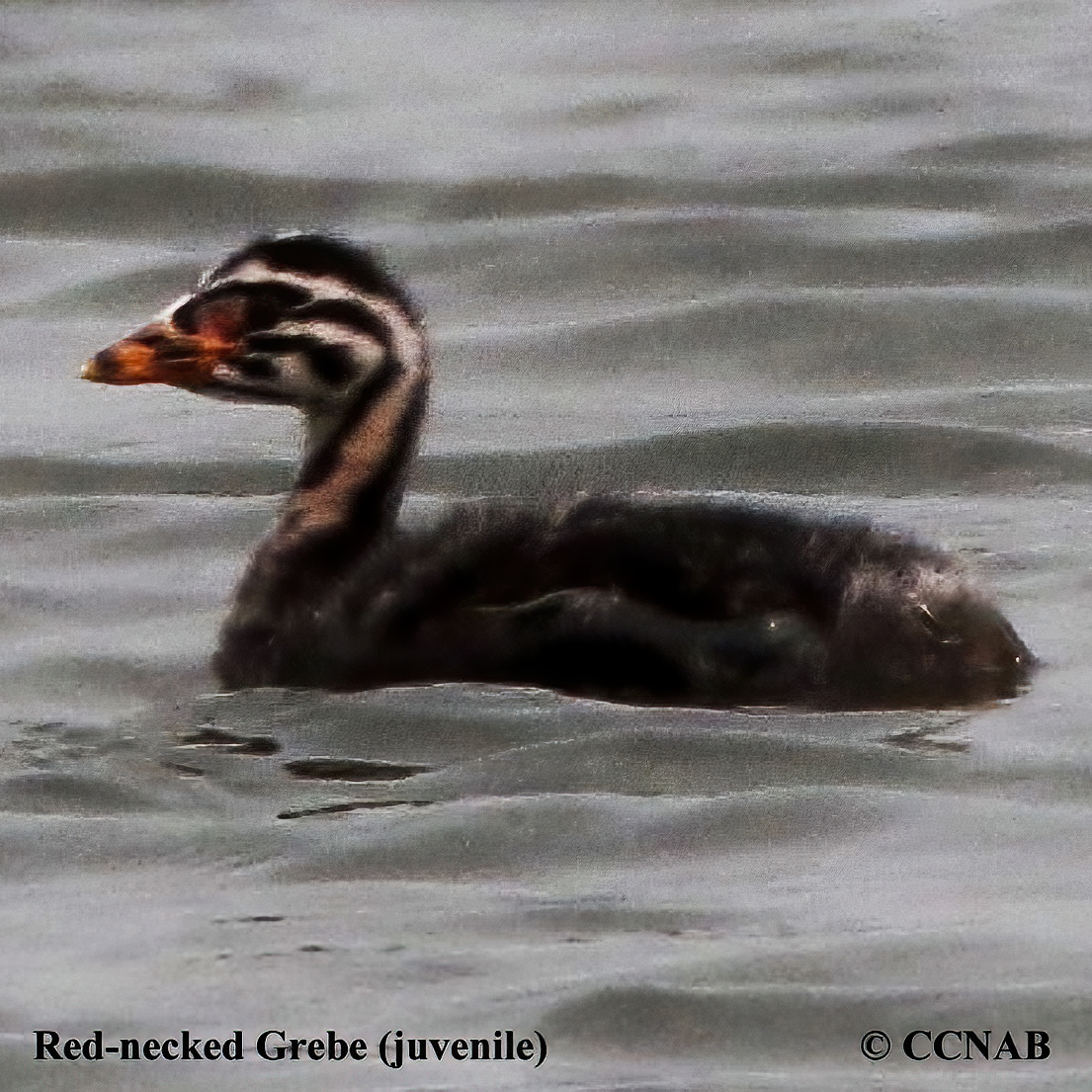 Red-necked Grebe