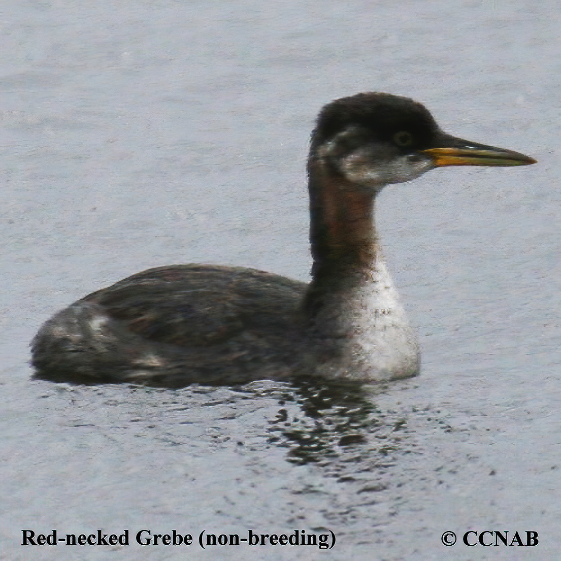 Red-necked Grebe