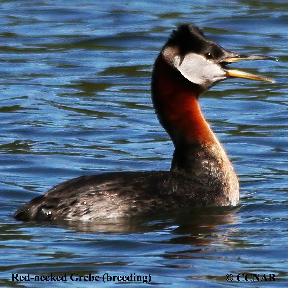 Red-necked Grebe