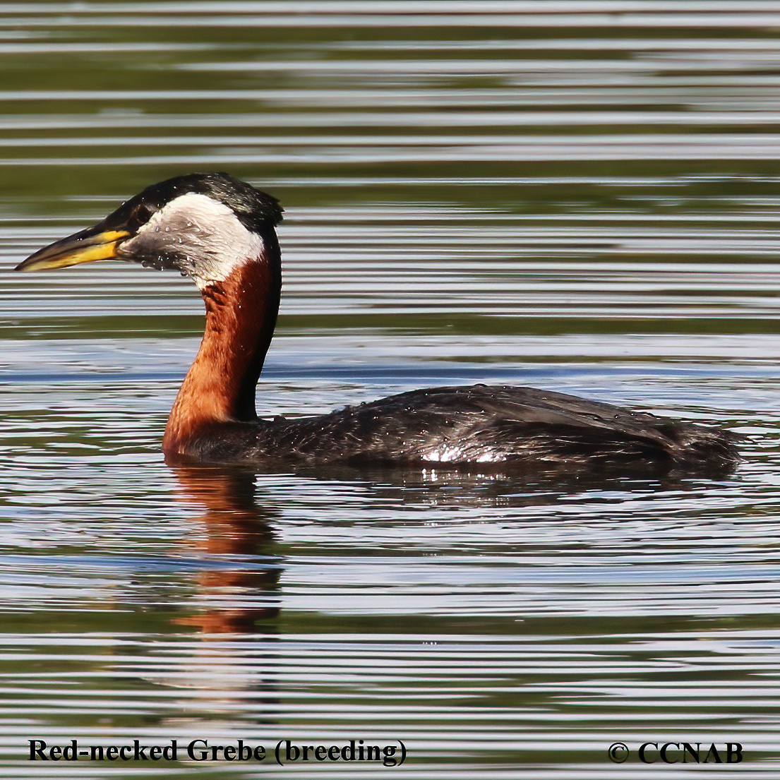 Red-necked Grebe