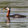 Red-necked Grebe