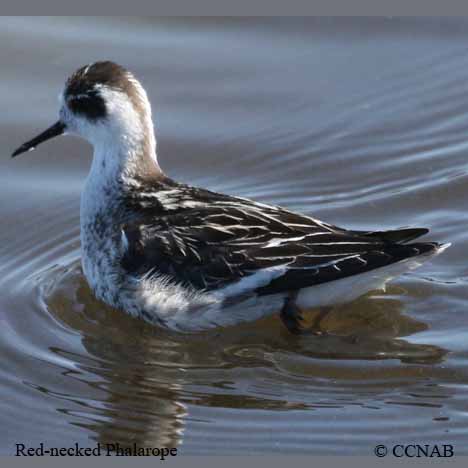 Red-necked Phalarope