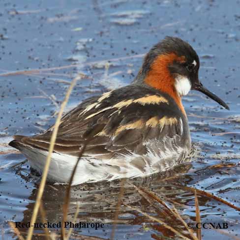 Red-necked Phalarope