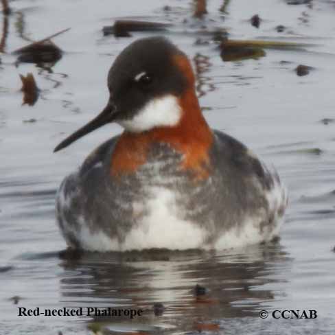 Red-necked Phalarope