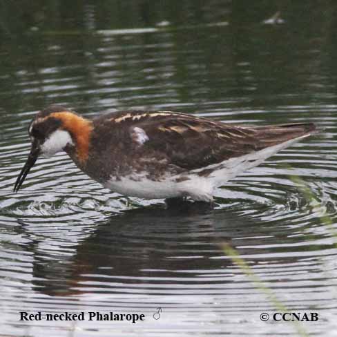 Red-necked Phalarope