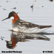 Red-necked Phalarope