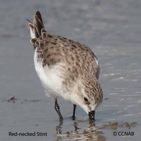 Red-necked Stint