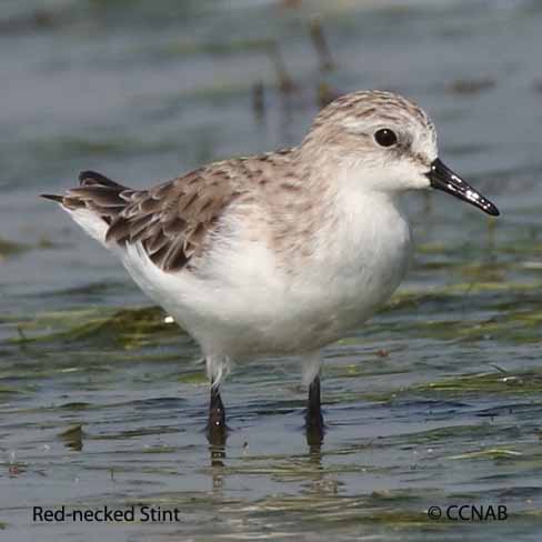 Red-necked Stint