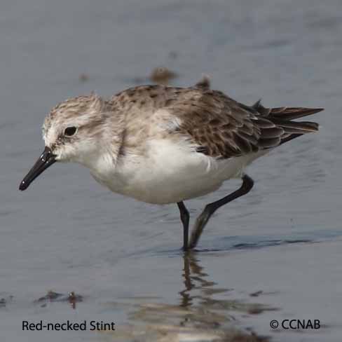 Red-necked Stint