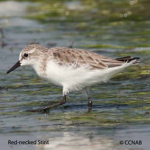 Red-necked Stint