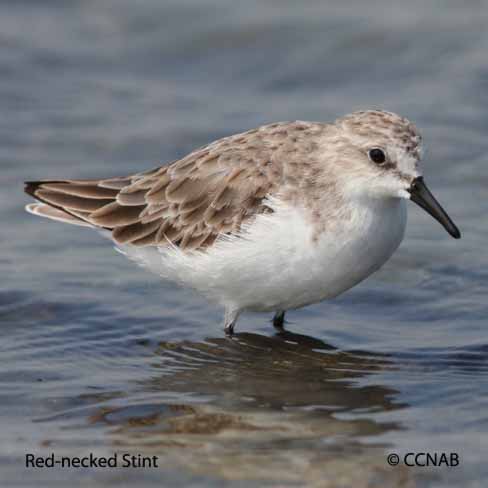 Birds of North America