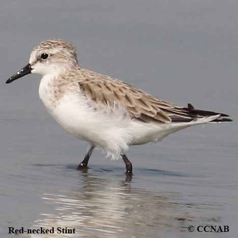 Red-necked Stint