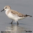 Red-necked Stint