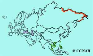 Red-necked Stint range map