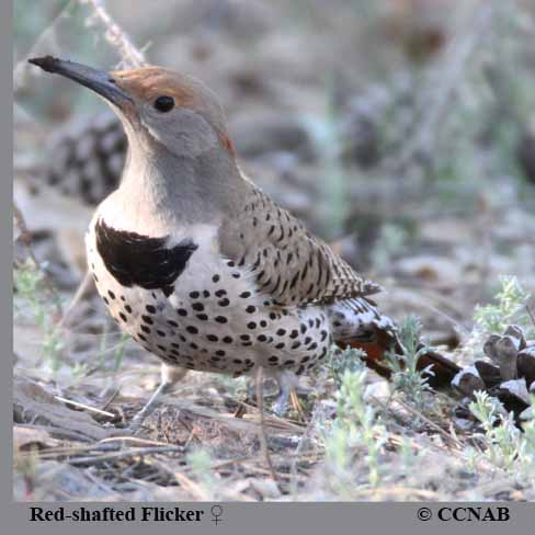 Red-shafted Flicker