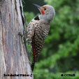 Red-shafted Flicker