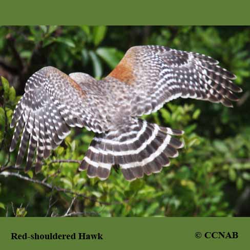 Red-shouldered Hawk