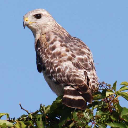 Red-shouldered Hawk