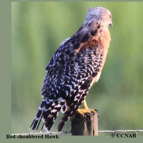 Red-shouldered Hawk