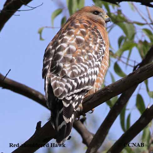 wing feathers, coverts, shoulder