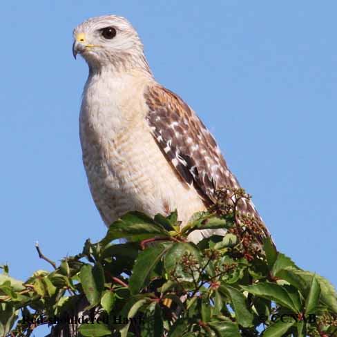 Red-shouldered Hawk