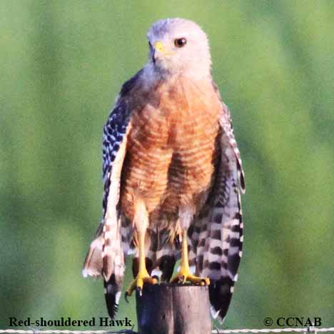 Red-shouldered Hawk