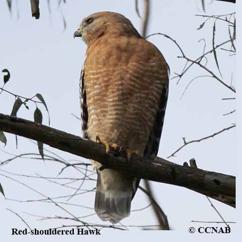 Red-shouldered Hawk