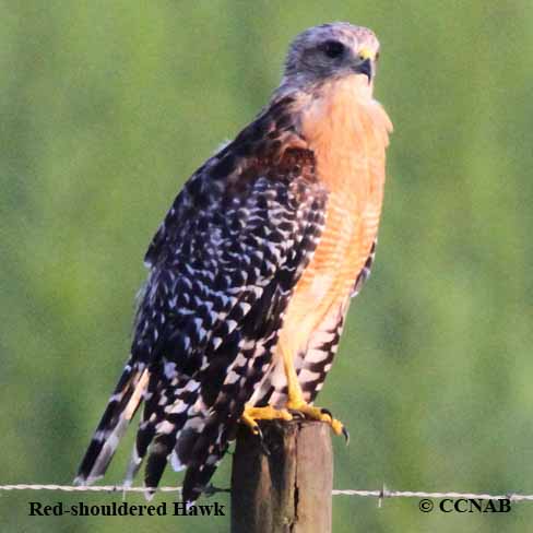 Red-shouldered Hawk