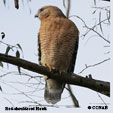 Red-shouldered Hawk range map