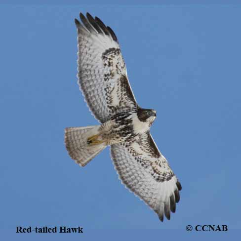 Red-tailed Hawk