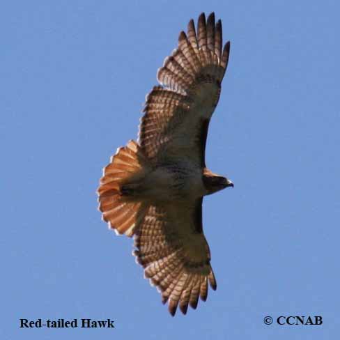 Red-tailed Hawk