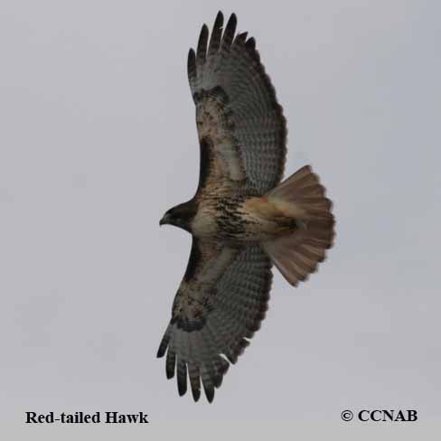 Red-tailed Hawk