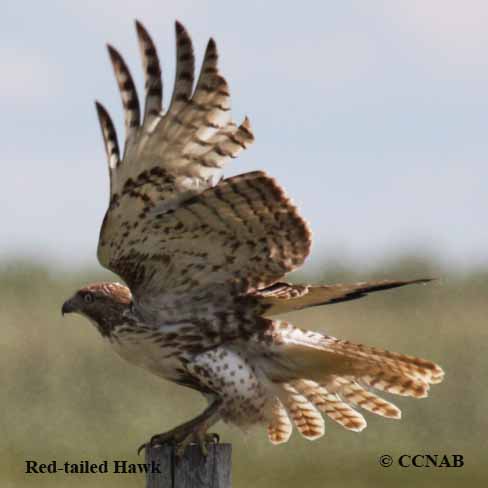 accipitor, accipitors, hawks, birds of prey