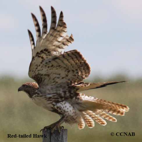 Red-tailed Hawk