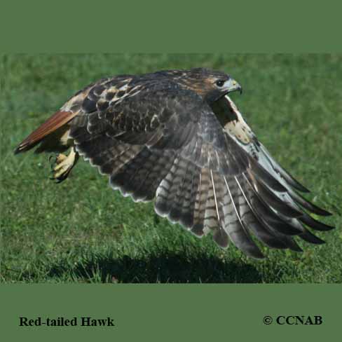 Red-tailed Hawk