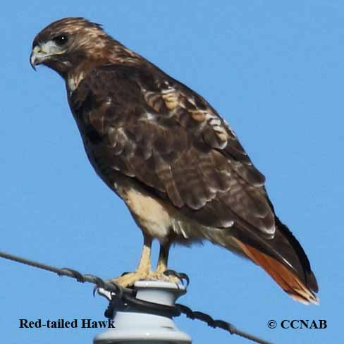 Red-tailed Hawk