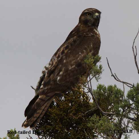 Red-tailed Hawk