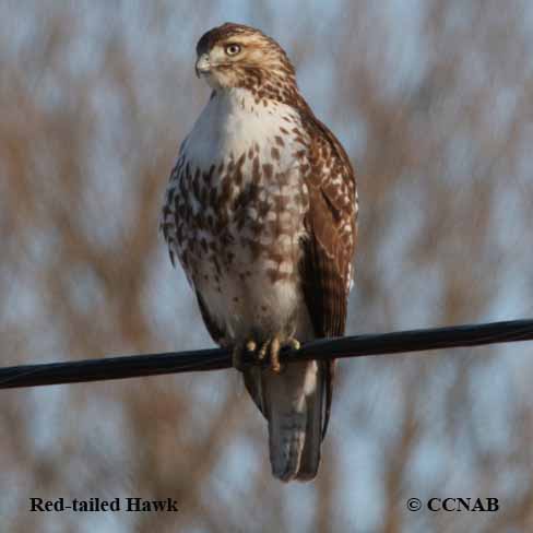 Red-tailed Hawk